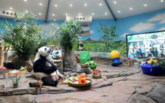 大熊猫“刚刚”庆6岁生日
